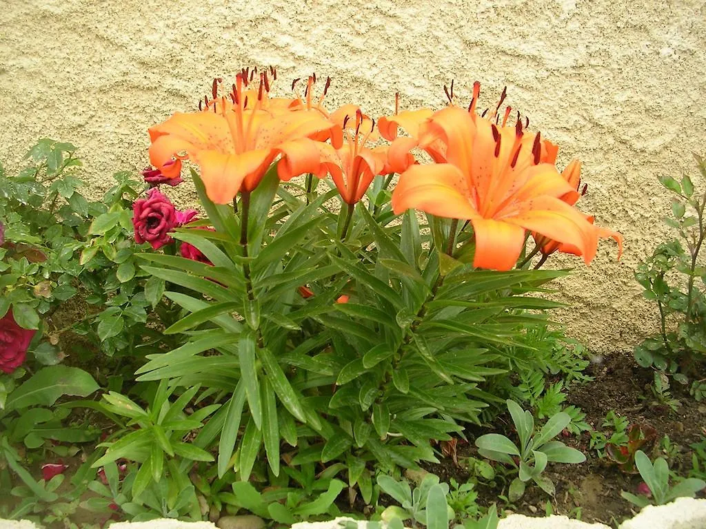 Bed & Breakfast Chambre D'Hotes Tardy Saint-Michel-sur-Savasse